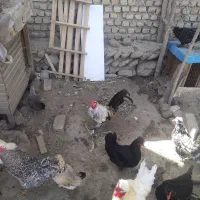 مرغ و خروس پاکوتاه کاکلی و پاپر|حیوانات مزرعه|بندر گز, |دیوار