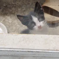 واگذاری بچه گربه