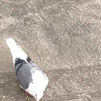 کبوتر|پرنده|شیراز, دلگشا|دیوار