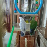 فروش کوتوله - قفس