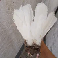 کبوترکویرک دم سفید نر
