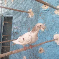 کفتر سرور دورگ شهرستانی