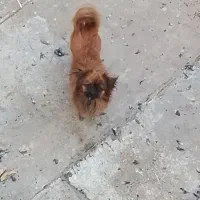 واگذاری پیکنیز