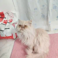 پرشین بازیگوش وباحال|گربه|مشهد, امام خمینی|دیوار