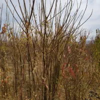 نهال زیتون تلخ زبان گنجشک بادام|خدمات باغبانی و درختکاری|فلاورجان, |دیوار