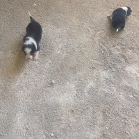 دو عدد توله سگ قدرجونی