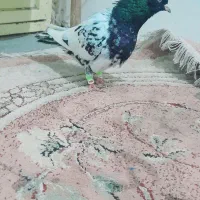 پرنده سالم دوری|پرنده|دزفول, |دیوار