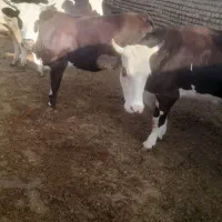 شیر گاو سیمینتال|خوردنی و آشامیدنی|هشتگرد, شهرک کوثر|دیوار