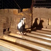 یک جفت سیاه سیندق