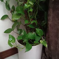 پتوس بلند|گل و گیاه طبیعی|بروجرد, |دیوار