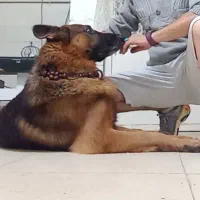 ژرمن نره ،واکسن خورده