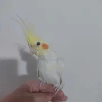 عروس هلندی لوتینو