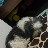 سگ گمشده در محدوده پل پوردرویش