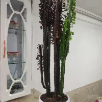 گل کاکتوس اصل 2 رنگ آفریقایی 2 متری