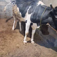 گاو همراه کوساله