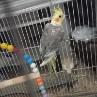 دو عدد عروس هلندی|پرنده|جیرفت, |دیوار