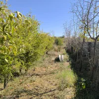 فروش باغ ۵۰۰ متری در حومه شهری خوسف زیرقیمت|فروش زمین و ملک کلنگی|خوسف, |دیوار