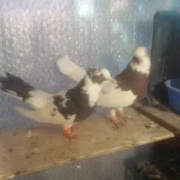 کبوتر کاکلی خال قدیم