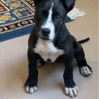 پیت بول اِستافوردشایر