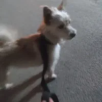 توله شیتزو ۸ ماه