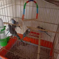 مرغ عشق وکوتوله