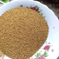 بزر یونجه درجه یک