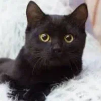 گمشده بچه گربه سیاه با دم زخمی