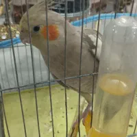 عروس هلندی