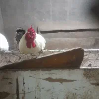 خروس چهل تاج