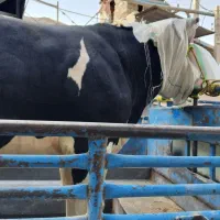 فروش گوساله بره بزعاله|خوردنی و آشامیدنی|جعفرآباد, |دیوار