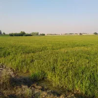 برنج تولکی شوشتر شلتوک|خوردنی و آشامیدنی|امیدیه, |دیوار