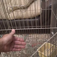 قفس پرنده طوطی یا مرغ مینا+درختچه|لوازم جانبی حیوانات|کرج, فاز ۴ مهرشهر|دیوار