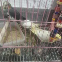 عروس هلندی سرلاکی|پرنده|اسفراین, |دیوار