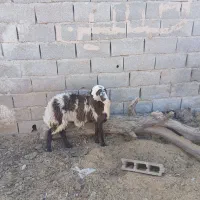 بره ماده پلنگی انتیک لخت فریمان|حیوانات مزرعه|مشهد, آبکوه|دیوار