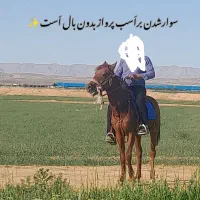 اسب یورقه|اسب و تجهیزات اسب‌سواری|مشهد, مصلی (کارمندان اول)|دیوار