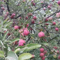 فروش میوه سیب خلخال کلی
