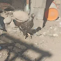 مرغ|پرنده|ایرانشهر, |دیوار