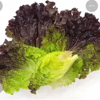 به یک کمک باریستانیازمندیم هشت ساعت کاری