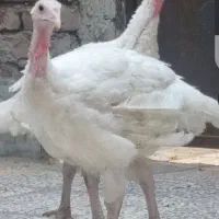بوقلمون