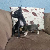 سگ شیواوا (شیهوا هوا)