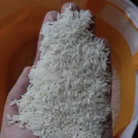 برنج طارم