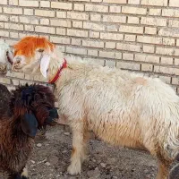 بیگ|حیوانات مزرعه|شوشتر, |دیوار