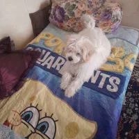 سگ‌ مالتیز  به علت مهاجرت فوری  ماده|سگ|پاکدشت, حصار امیر|دیوار