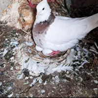 کبوترسفیدوطوقی|پرنده|سعدآباد, |دیوار