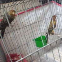 پرنده.قناری