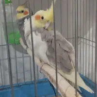 عروس هلندی|پرنده|اسلامآباد غرب, |دیوار