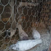 چهار تا نر کفتر  خوب درجه یک پرشی وسالم فروشی