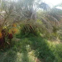 ۵۰قصب زمین و خانه ۶۵متری|فروش زمین و ملک کلنگی|فهرج, |دیوار