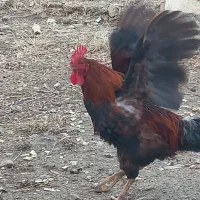 خروس|حیوانات مزرعه|سروآباد, |دیوار