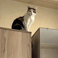 واگذاری حیوان خانگی «پوپک»